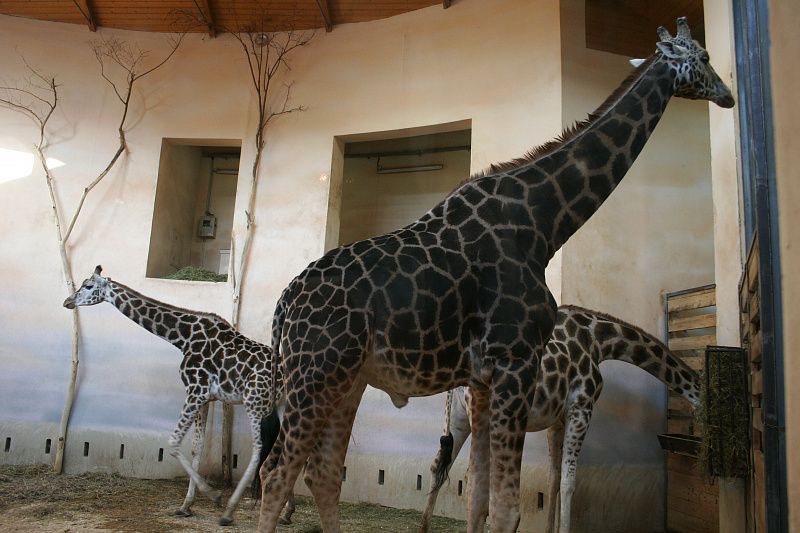 Жирафы не курят. Фото В.Панченко.JPG